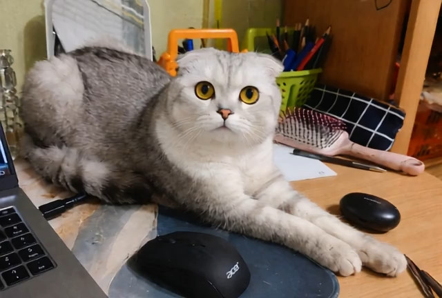 Заботливый кот