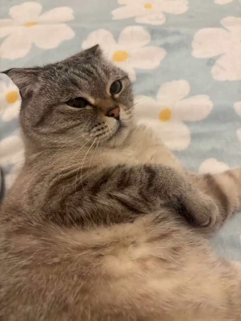 Преданный кот